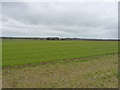 Winter crops south of Shebdon