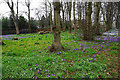 Crocus display at Cale Green