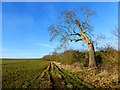 SP8122 : Farmland, Creslow by Andrew Smith
