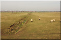 Washingborough Fen