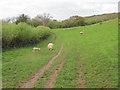 SN4159 : Sheep grazing at Cei-Bach by John Light