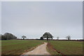 Access Lane from Whin Lane Farm