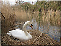 Nesting swan by Royal Military Canal