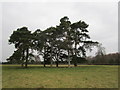 Trees in Shelswell Park