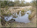 Pond on Bell Common, Epping