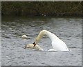NZ0881 : Mute Swan (Cygnus olor) courtship and display (6) by Russel Wills