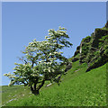 SN8454 : Hawthorn and crag in Cwm Irfon, Powys by Roger  D Kidd