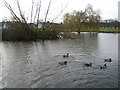 Pond at Theydon Green