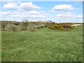 Islands of whins in fields of improved grassland