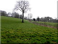 Tree, Green Hill Demesne