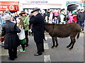 H4572 : Leading a donkey, St Patrick's Day 2015, Omagh by Kenneth  Allen