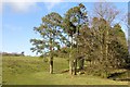 Pines, Burrenrig