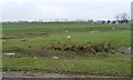 Stepped sheep pasture near Hathenshaw Farm, Denton