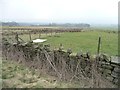 Fencing on Weston Moor