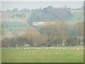 Flock of gulls in a field south of Woodgate Farm