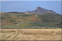 SH6513 : Assorted grazing near Hafod Taliadau farm by Nigel Brown