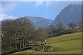 Field and trees near Dyffrydan