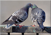 J3474 : Courting pigeons, Queen's Quay, Belfast - March 2015(2) by Albert Bridge