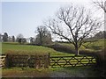 Ash tree, Adscombe