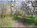 Blossom in Clissold Park