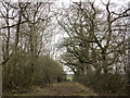 Bridleway through Park Thorns