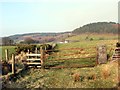 Llwybr Uwchlaw Caio / Path Above Caio.