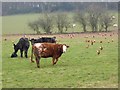 Cattle and chickens at Woodhead Farm