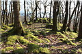 Moss covered Stanes