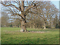 TQ0656 : Oak trees, Ockham by Alan Hunt