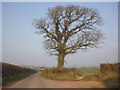 Isolated oak tree