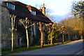 Pollarded trees and house at Broad Chalke