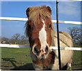 Shetland Pony says hello at Oldcastle Heath