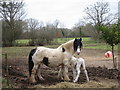 Horse & foal, Waterman Quarter