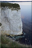 SZ0582 : Chalk cliff, The Foreland by N Chadwick