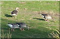 SP9013 : Greylag geese feeding in a field by Rob Farrow