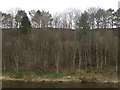 NT9049 : Trees on the Scottish side of the Tweed by Graham Robson