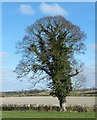 Fine tree on field boundary