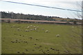 Sheep grazing near Albrighton