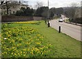 Daffodils by the A435