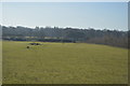 TF0506 : Farmland near Stamford by N Chadwick