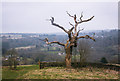 SK3157 : Dead tree on the hillside above Lea by Graham Hogg