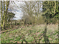 TG2504 : Scrubby corner of a meadow near Bixley church by Adrian S Pye