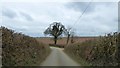 Lone tree north of Kerswell Cross