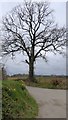 Lone tree at Bonny Cross