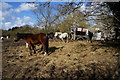 Horses off Long Lane, Beverley