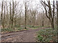 Permissive bridleway and footpath junction in Sevenoaks Common