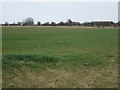 Farmland off Mill Lane