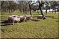 Sheep near The Old Rock