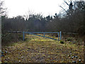 Track into Birchland Wood