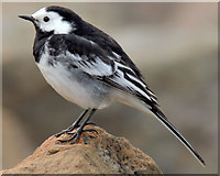 J3979 : Pied wagtail, Holywood (March 2015) by Albert Bridge